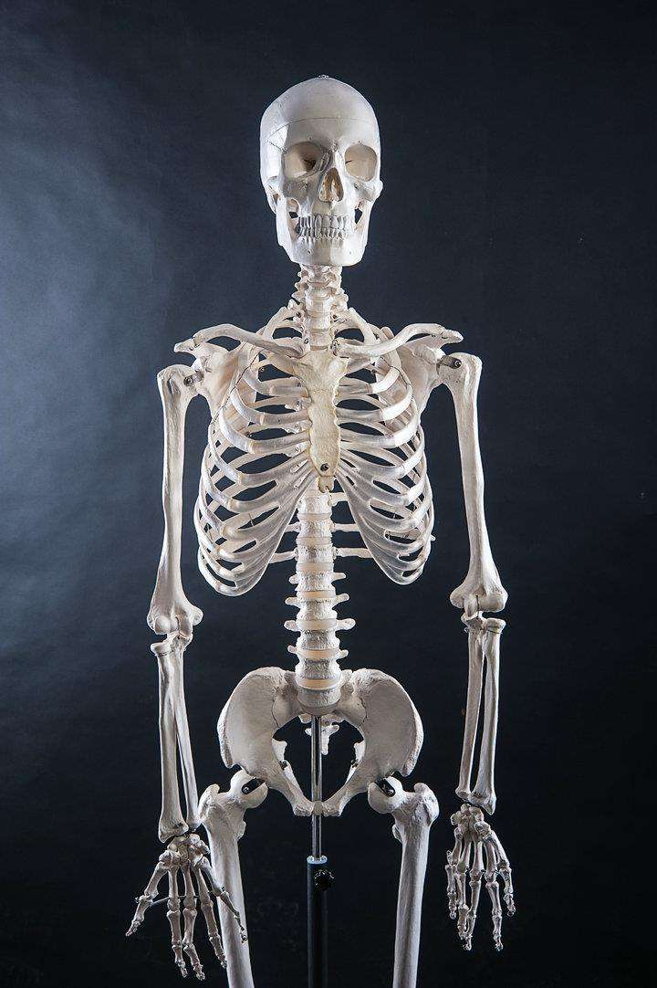 3,骨骼:保质期约30年